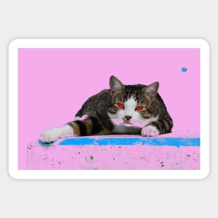Hangover cat Sticker
